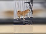 狗狗跑步机上狂奔50分钟，揭秘宠物运动新风尚