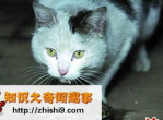 邂逅萌猫：第一次见面，小猫竟然学会了嗑瓜子