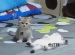 萝卜纸巾猫：揭秘人传人现象背后的秘密