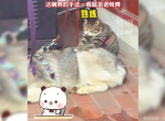 猫咪轻抚小狗，温馨按摩传递友谊